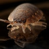 DKG Pest Control Wokingham avatar